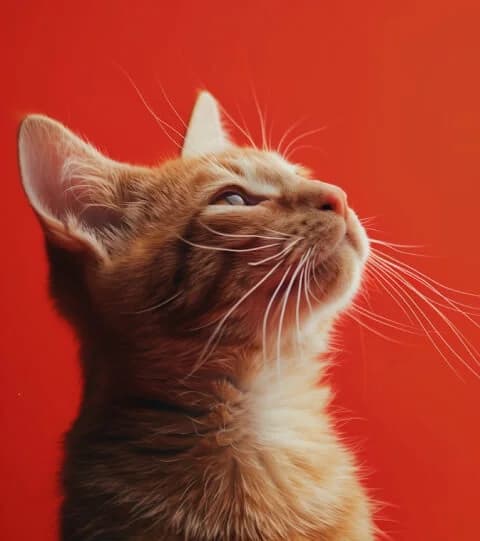 AvoSculpt